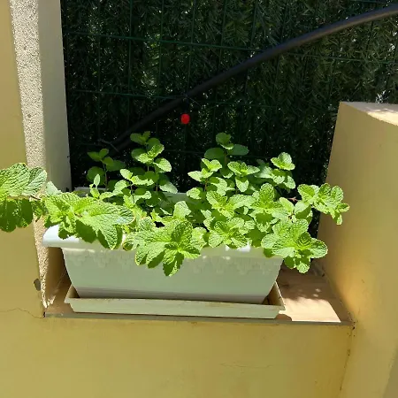 Apartman Sonneland , Sonemar